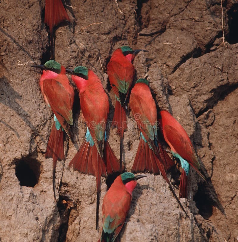 Africa-Carmine bee eaters royalty free stock photography