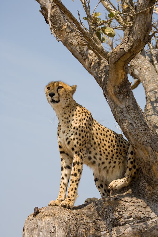 Cheetah on the look-out in a tree in South Africa. Cheetah on the look-out in a tree in South Africa