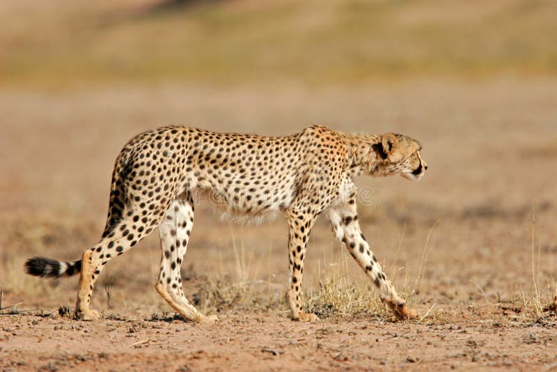 Stalking cheetah (Acinonyx jubatus), Kalahari desert, South Africa. Stalking cheetah (Acinonyx jubatus), Kalahari desert, South Africa