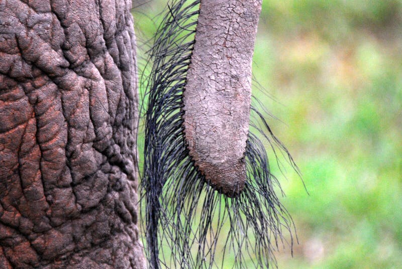 Africa- Close Up of the Tail and Rump of an Elephant Stock Photo - Image of nature, hide: 127221124 Africa- Close Up of the Tail and Rump of an Elephant Stock Photo - Image of nature, hide: 127221124