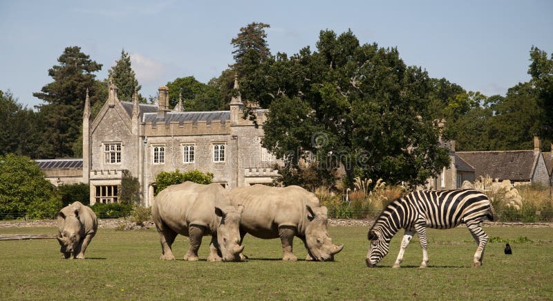 Africa in the Cotswolds- Rhino and Zebra