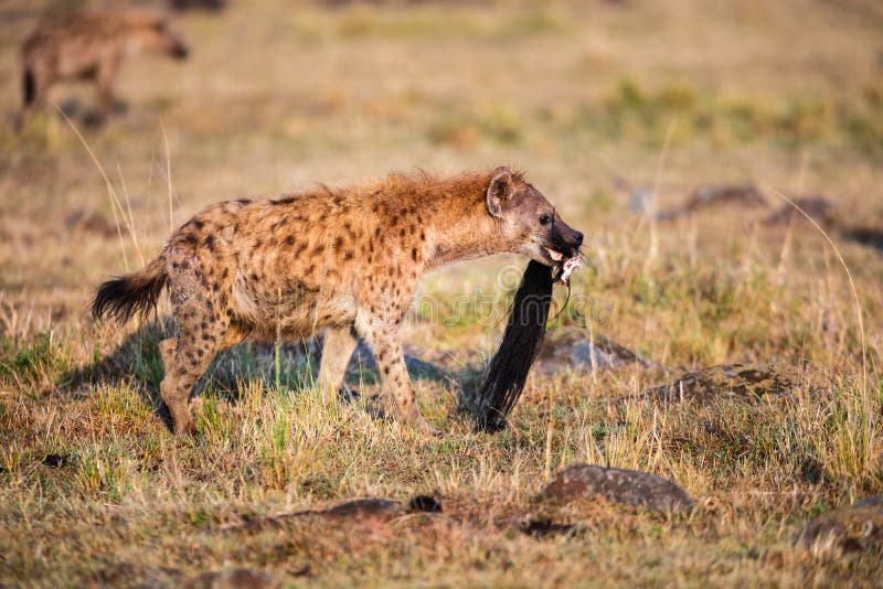 Africa hyena arkivfoto Bild av nationellt buske dggdjur Biology Diagrams