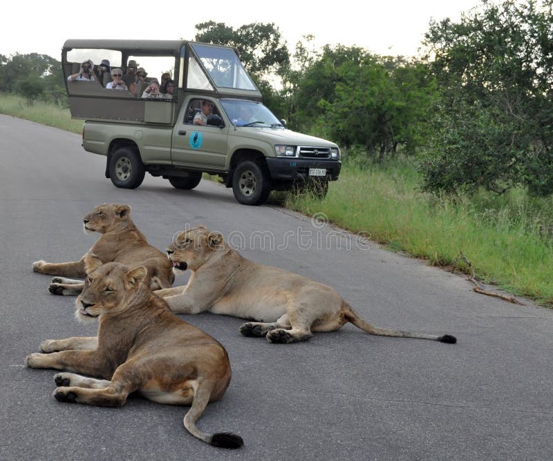 Africa Lion