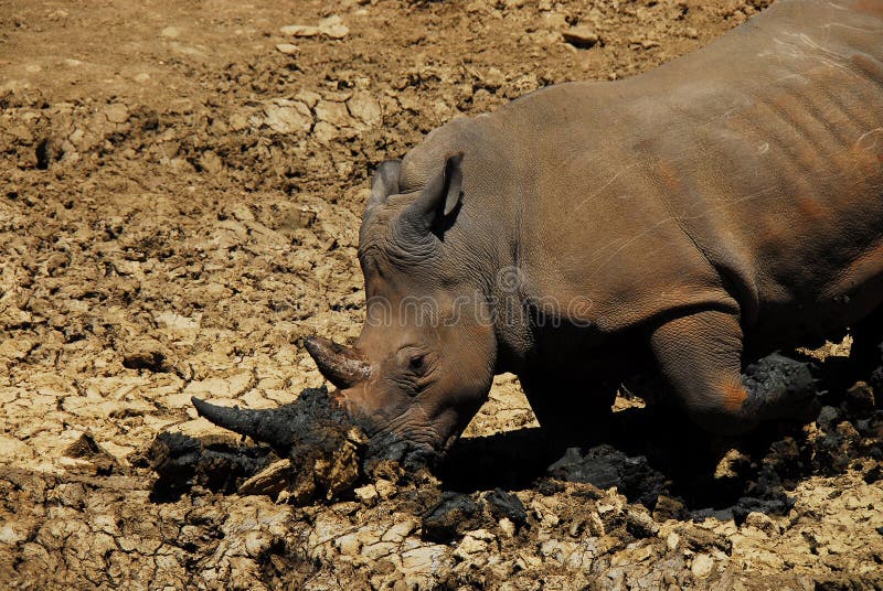 Africa- a Rhinoceros Kneeling To Dig a Hole with Its Horn Stock Image -  Image of animal, natural: 213091659