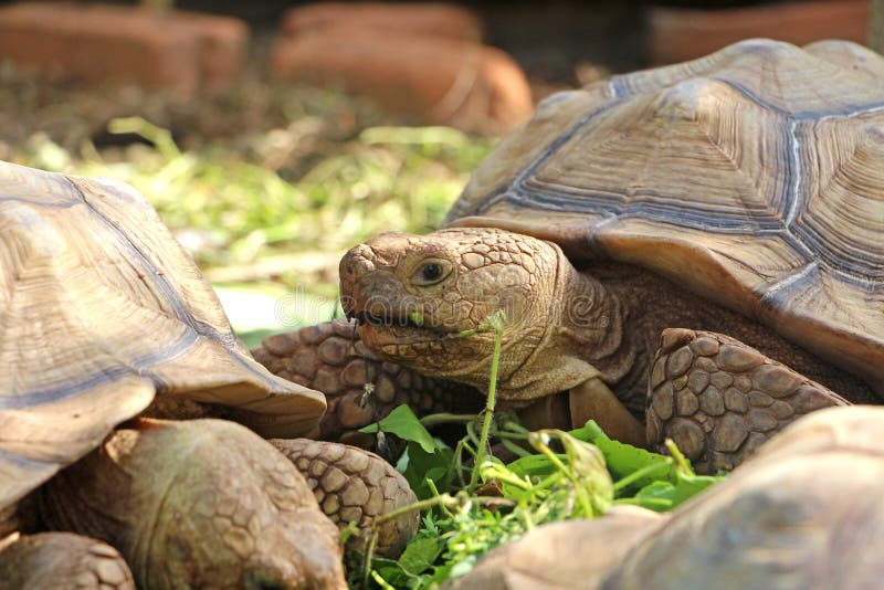 Africa spurred tortoise sunbathe on ground with his protective shell. Close up African spurred tortoise resting in the garden, Slow life ,Africa spurred tortoise royalty free stock image Africa spurred tortoise sunbathe on ground with his protective shell. Close up African spurred tortoise resting in the garden, Slow life ,Africa spurred tortoise royalty free stock image