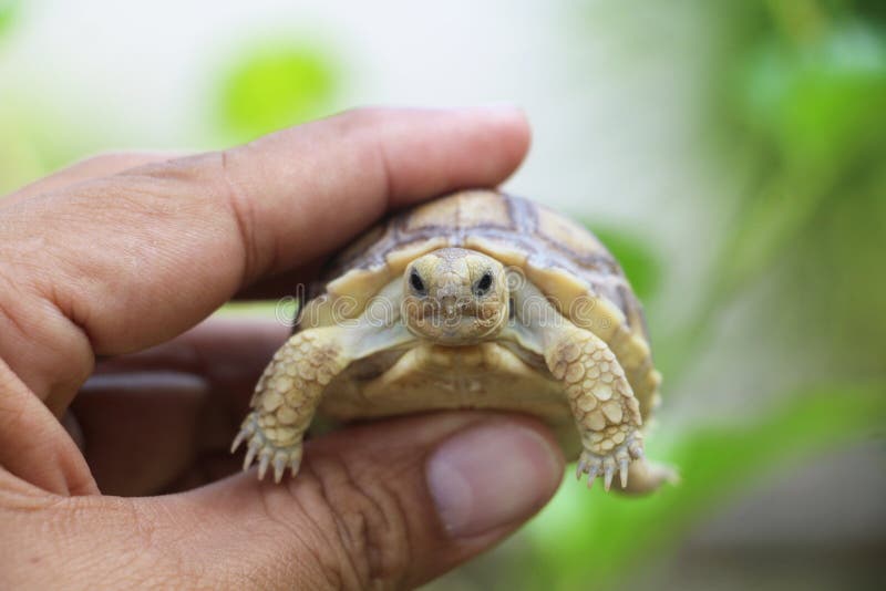 Africa spurred tortoise sunbathe on ground with his protective shell. Close up African spurred tortoise resting in the garden, Slow life ,Africa spurred tortoise stock image Africa spurred tortoise sunbathe on ground with his protective shell. Close up African spurred tortoise resting in the garden, Slow life ,Africa spurred tortoise stock image