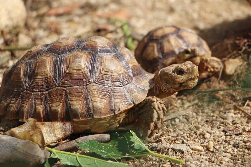 Africa spurred tortoise sunbathe on ground with his protective shell. Close up African spurred tortoise resting in the garden, Slow life ,Africa spurred tortoise stock photo Africa spurred tortoise sunbathe on ground with his protective shell. Close up African spurred tortoise resting in the garden, Slow life ,Africa spurred tortoise stock photo