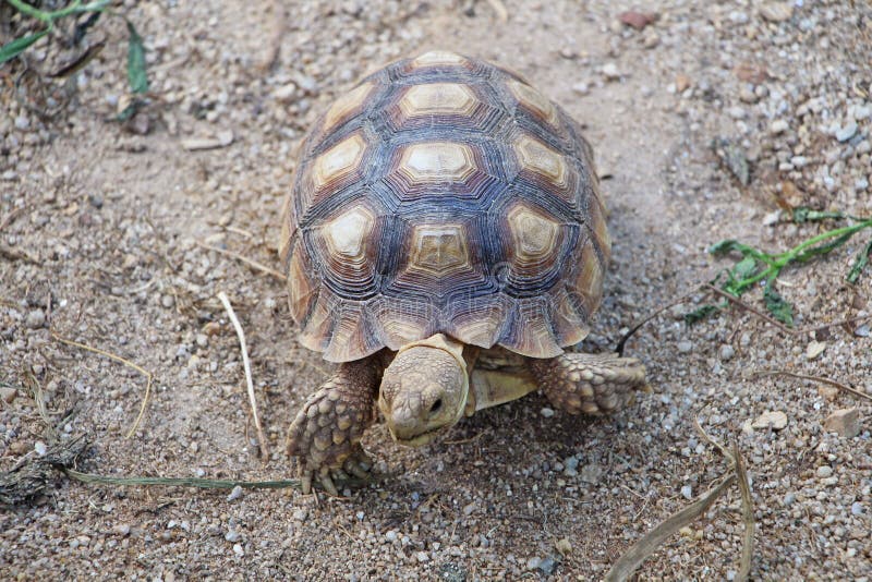 Africa spurred tortoise sunbathe on ground with his protective shell. Close up African spurred tortoise resting in the garden, Slow life ,Africa spurred tortoise stock image Africa spurred tortoise sunbathe on ground with his protective shell. Close up African spurred tortoise resting in the garden, Slow life ,Africa spurred tortoise stock image