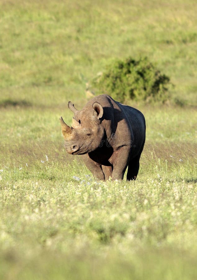 Africa svarta utsatte för fara noshörningsöder