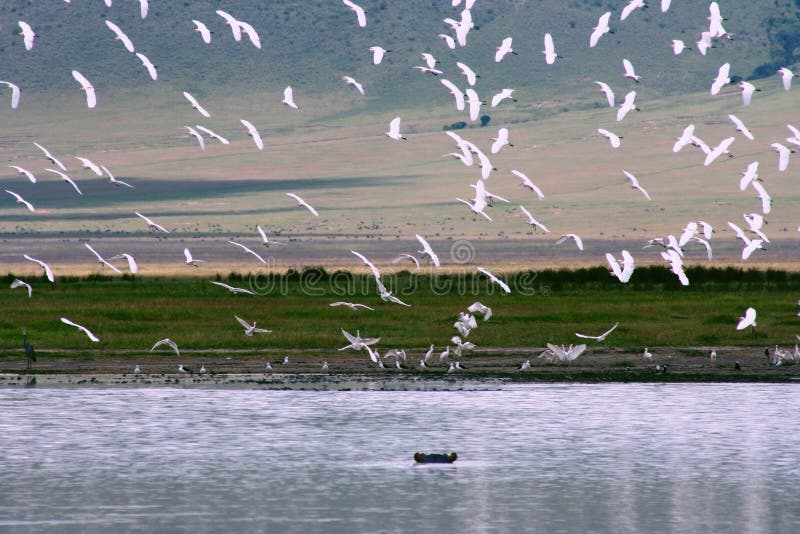 Africa,Tanzania,Ngorongoro crater