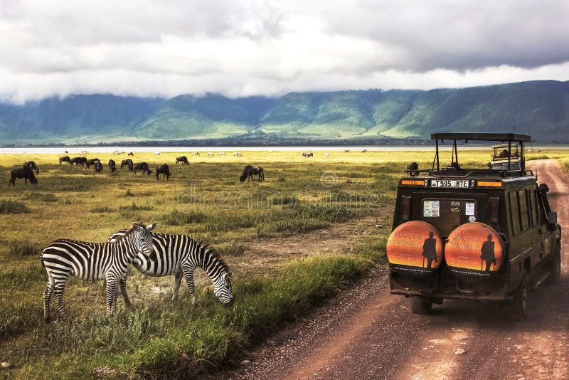 Africa, Tanzania , Ngorongoro Crater - March 2016 : Jeep safari stock images Africa, Tanzania , Ngorongoro Crater - March 2016 : Jeep safari stock images