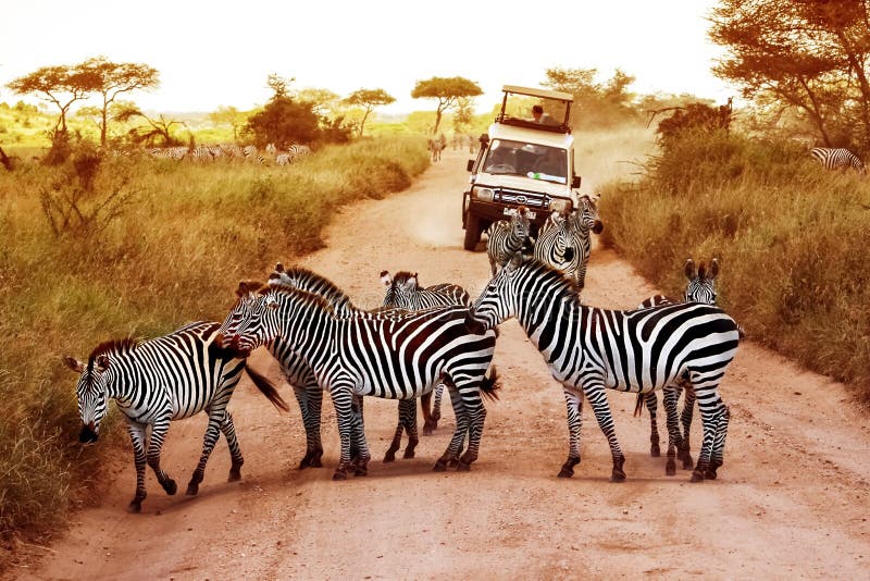 Africa, Tanzania, Serengeti - February 2016: Zebras on the road in Serengeti national park in front of the jeep with tourist stock images Africa, Tanzania, Serengeti - February 2016: Zebras on the road in Serengeti national park in front of the jeep with tourist stock images