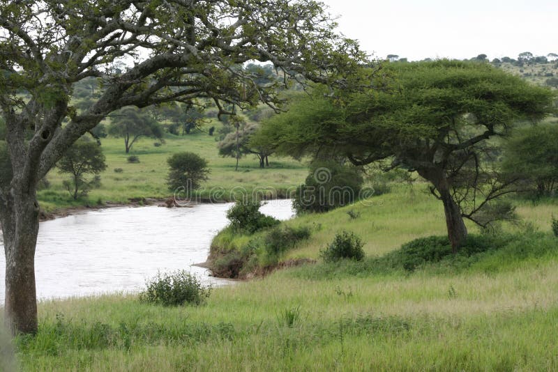 Africa Tanzania Tarangire River park reserve