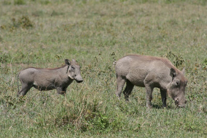 Africa, Tanzania warthog with your baby royalty free stock image Africa, Tanzania warthog with your baby royalty free stock image