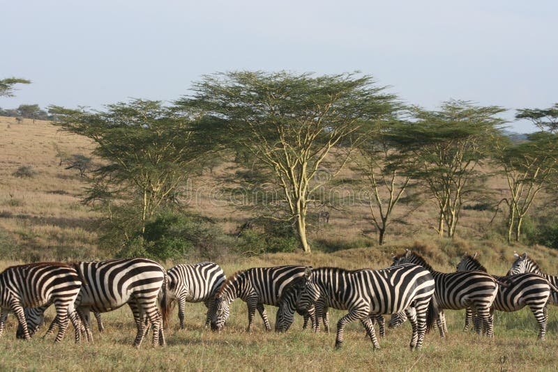 Africa Tanzania zebres reserve Ngorongoro