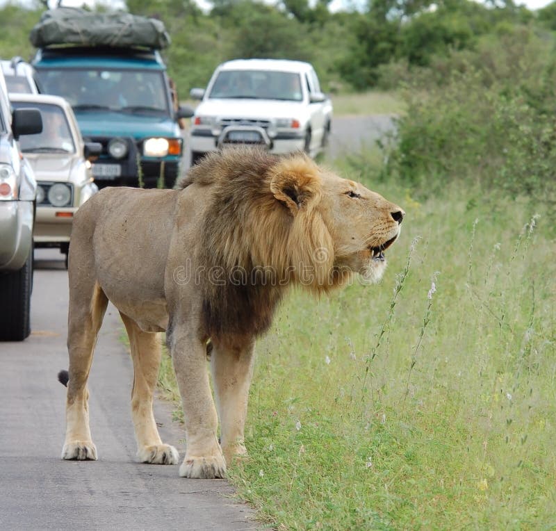 Africa traffic jam: African Lion