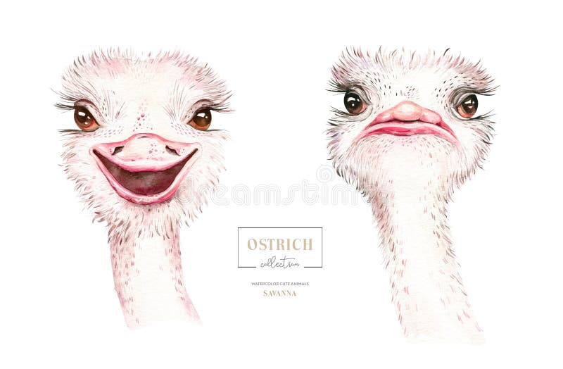  Wild Animal Bird Print, Colorful Ostrich Face