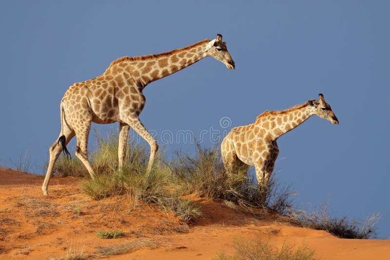 Giraffes (Giraffa camelopardalis) walking on a sand dune, Kalahari desert, South Africa. Giraffes (Giraffa camelopardalis) walking on a sand dune, Kalahari desert, South Africa