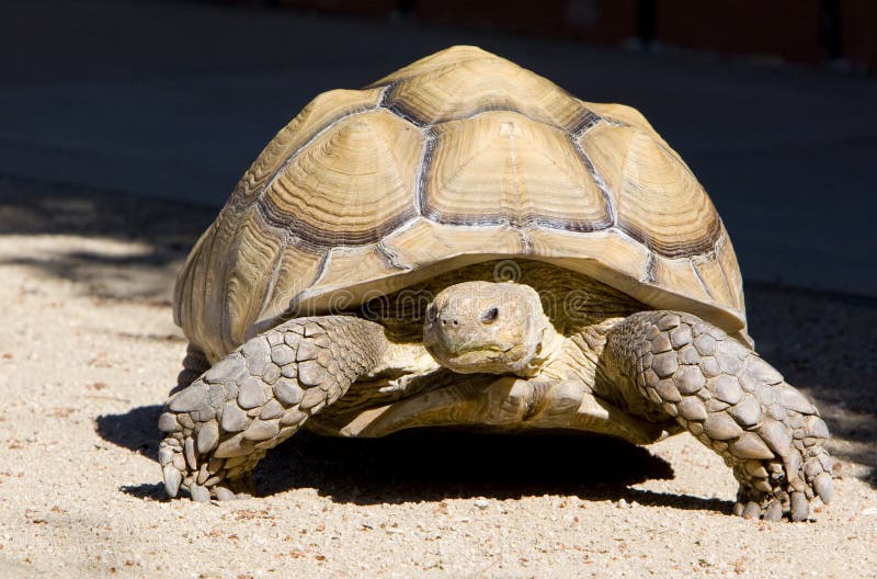 Africain de tortue stimulé photos stock Africain de tortue stimulé photos stock