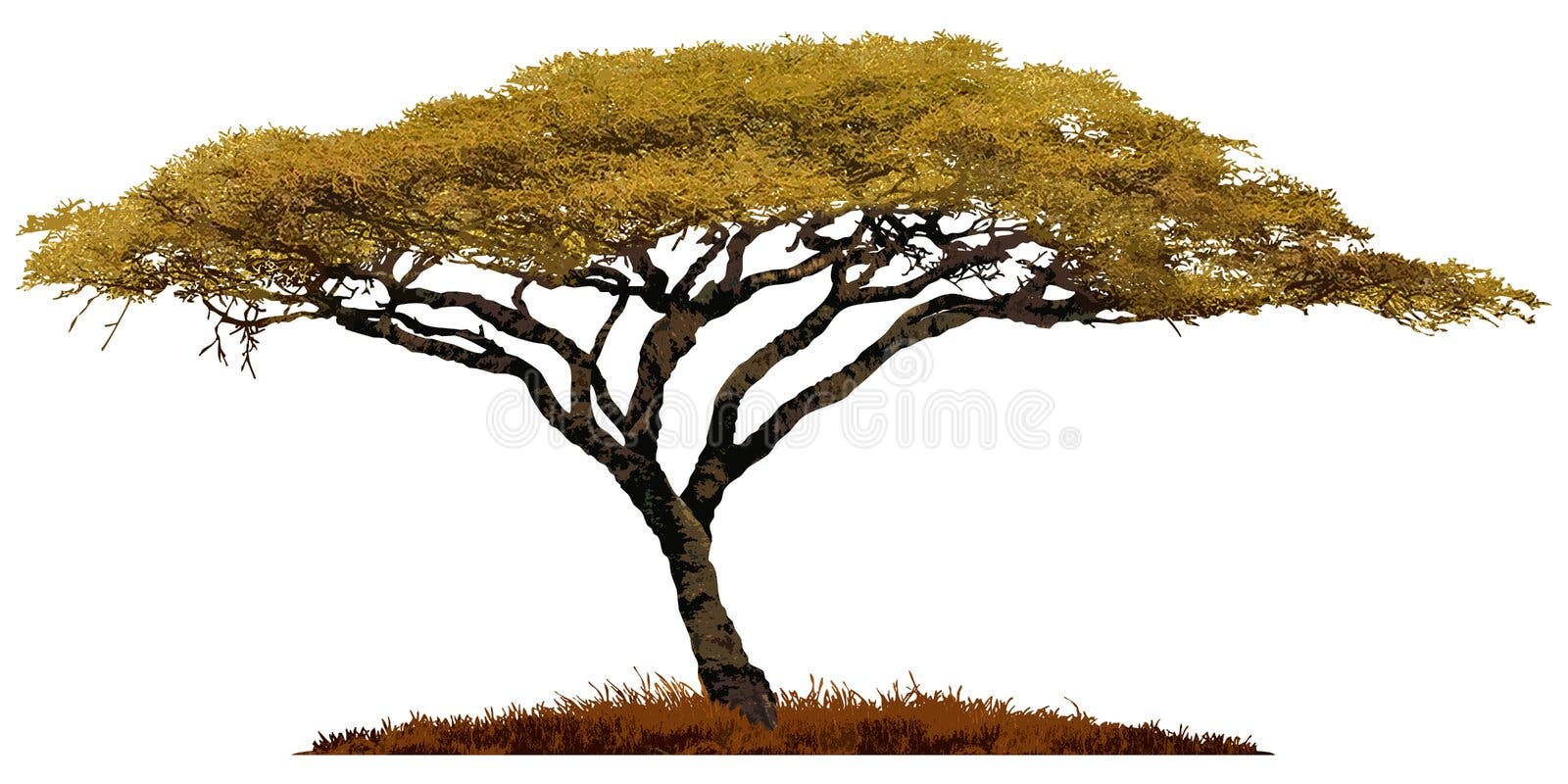 Silhouette of the Treeacacia Stock Vector Illustration of africa