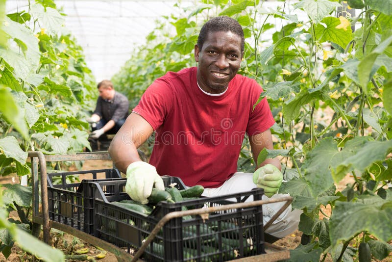 African-american farmer picks ripe cucumbers