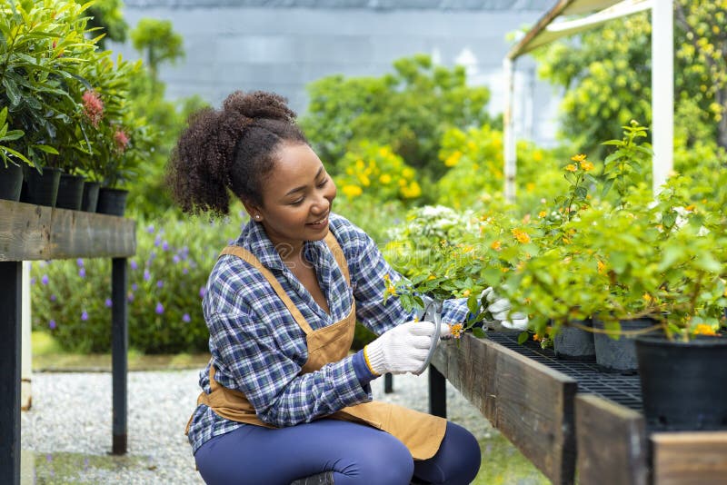 African American gardener is deadheading her flower plant at nursery garden center for native and exotic plant grower concept