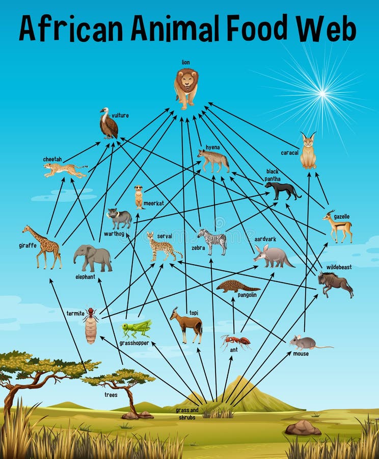 African Animal Food Web on White Background Stock Vector - Illustration of collection, nature: 217047035 African Animal Food Web on White Background Stock Vector - Illustration of collection, nature: 217047035