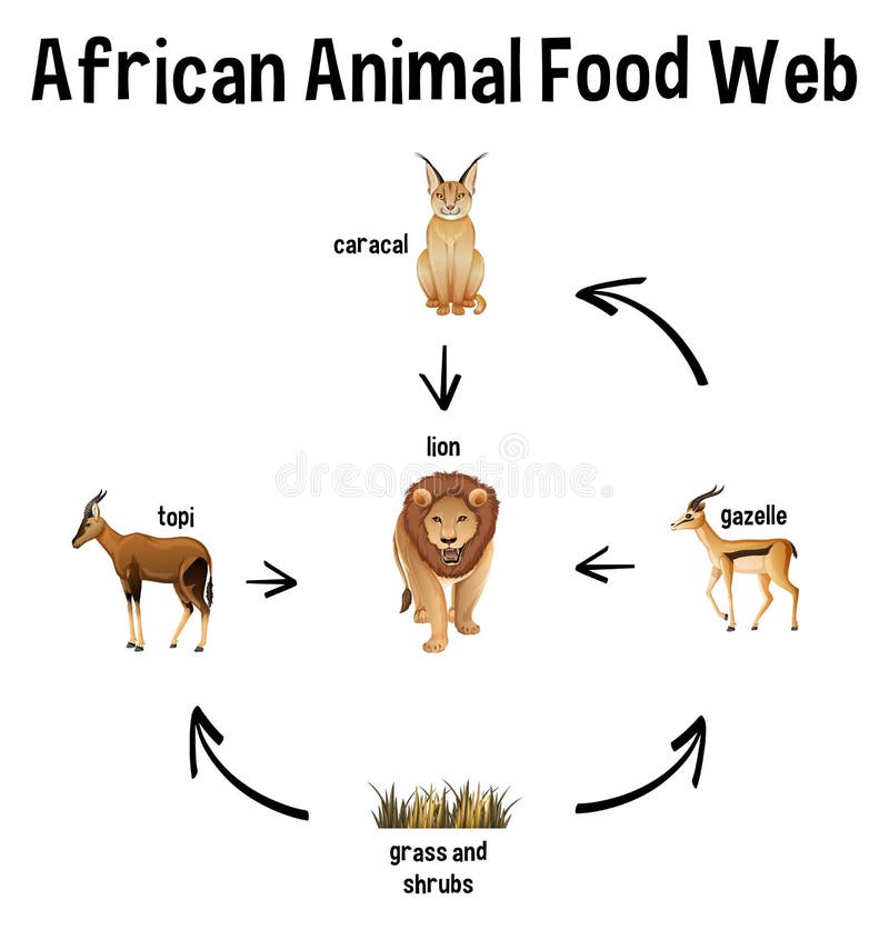 Food Chain Lion Stock Illustrations – 54 Food Chain Lion Stock Illustrations, Vectors & Clipart - Dreamstime Food Chain Lion Stock Illustrations – 54 Food Chain Lion Stock Illustrations, Vectors & Clipart - Dreamstime