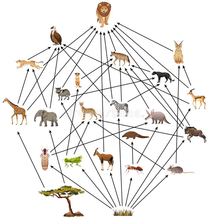 African Animal Food Web on White Background Stock Vector - Illustration of  collection, nature: 217047035