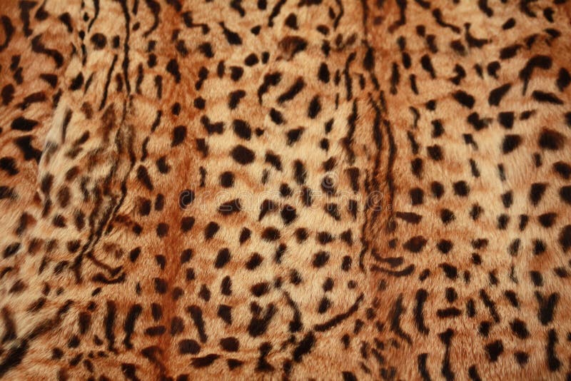 Tiger Print Fabric Close Up Background. Stock Photo, Picture and