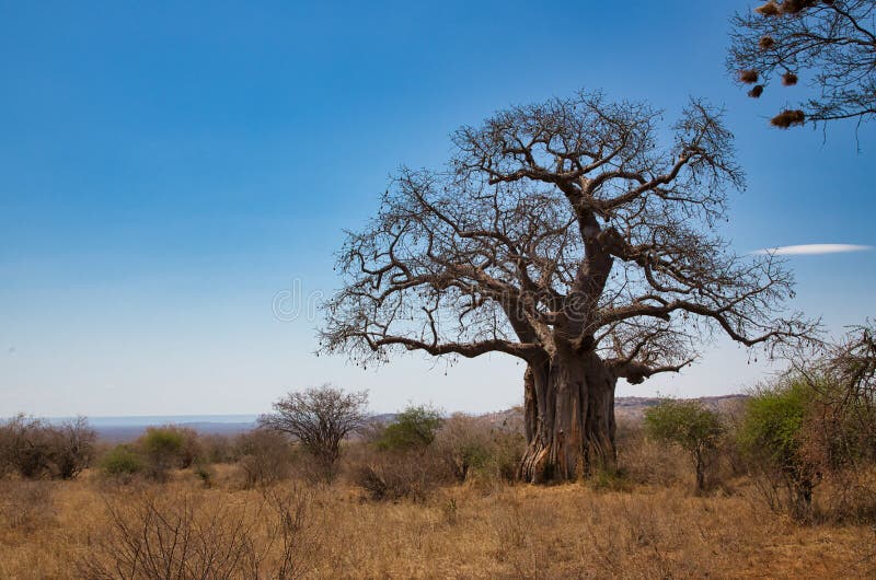 African baobab, Adansonia digitata, in the landscape of Tsavo National Park in Kenya. royalty free stock image African baobab, Adansonia digitata, in the landscape of Tsavo National Park in Kenya. royalty free stock image