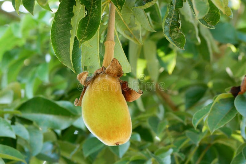D'appétissants fruits de baobab - Photos Futura