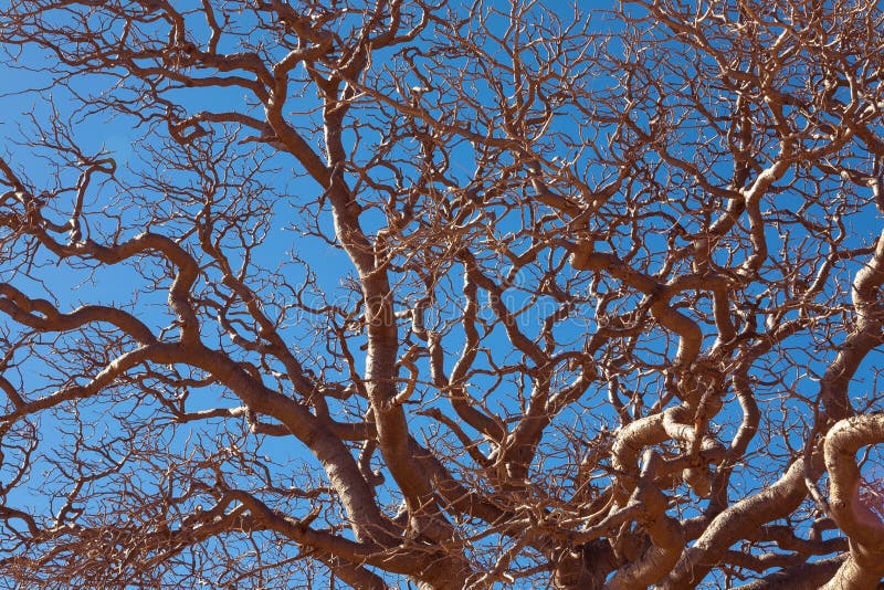 ♡baobab様ご確認♡ 282 Baobab Texture Stock Photos - Free & Royalty-Free Stock Photos