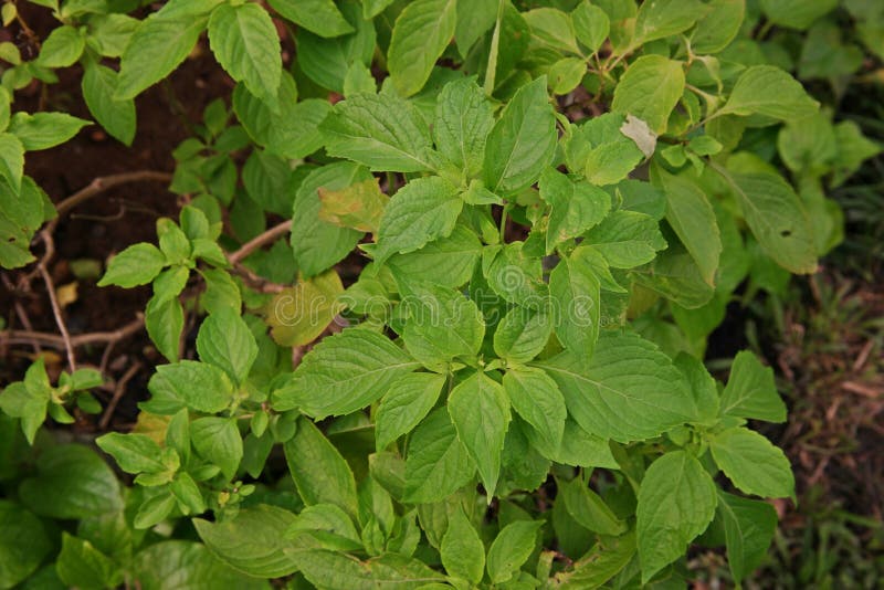 African Basil or Wild Basil Stock Image Image of aromatic, health