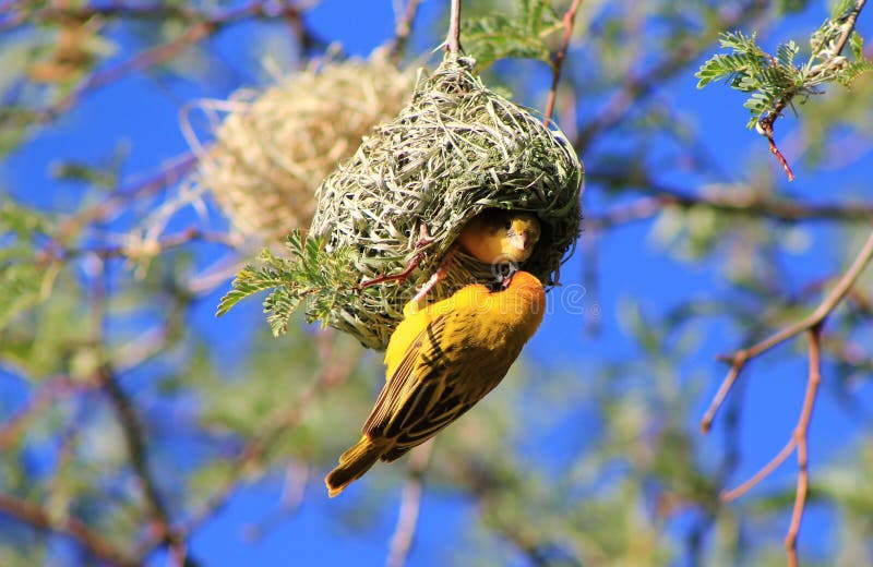 African Birds, Yellow Weaver, Approval Granted