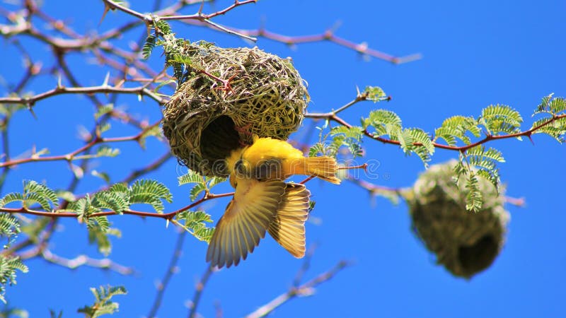 African Birds, Yellow Weaver and Flutter