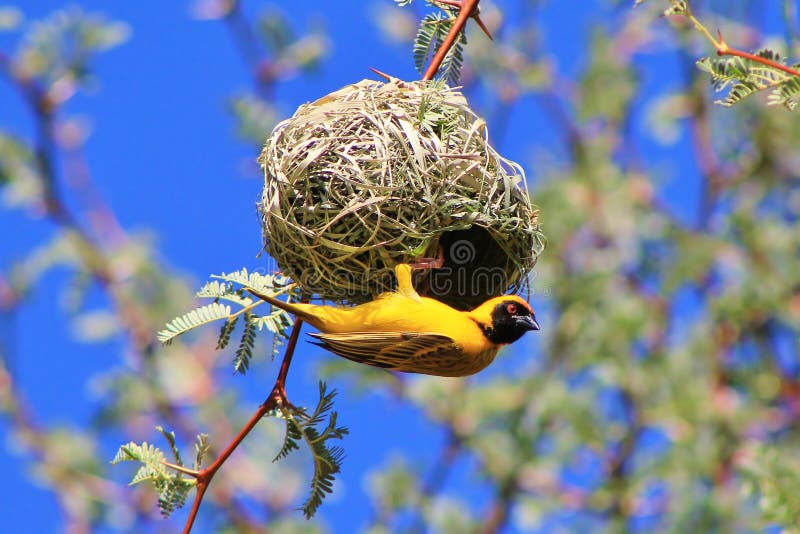 African Birds, Yellow Weaver, Social at Work 2