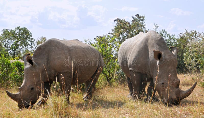 African Black Rhinoceroses