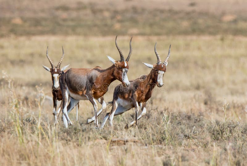 African Blesbok Antelope stock image. Image of herd, africa - 73318699