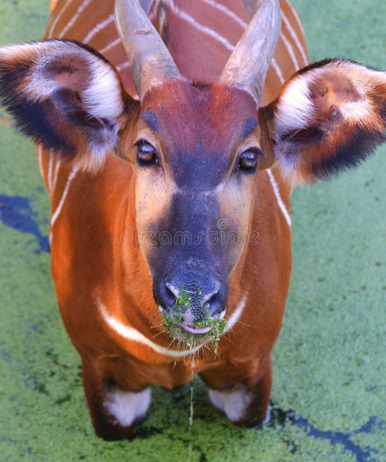 African Bongo stock photo. Image of bongo, nature, animal 39345912