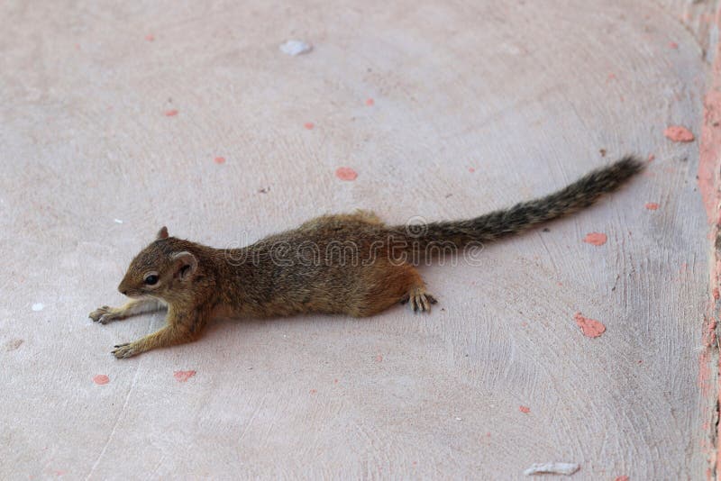 African Bristle Squirrel Atlantoxerus Getulus Namibia Afrika