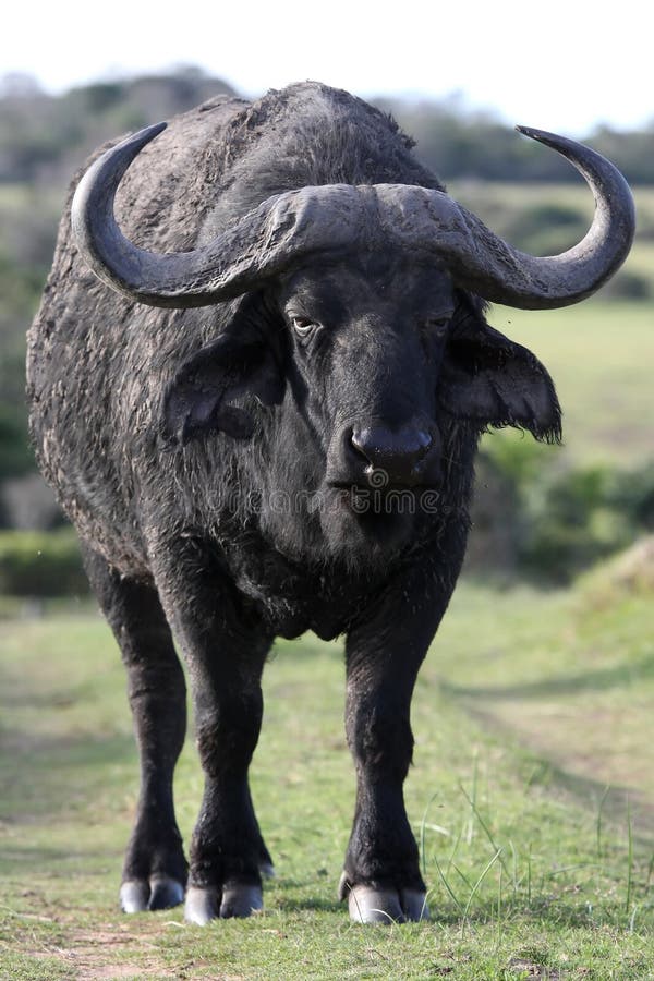 African Buffalo royalty free stock photography