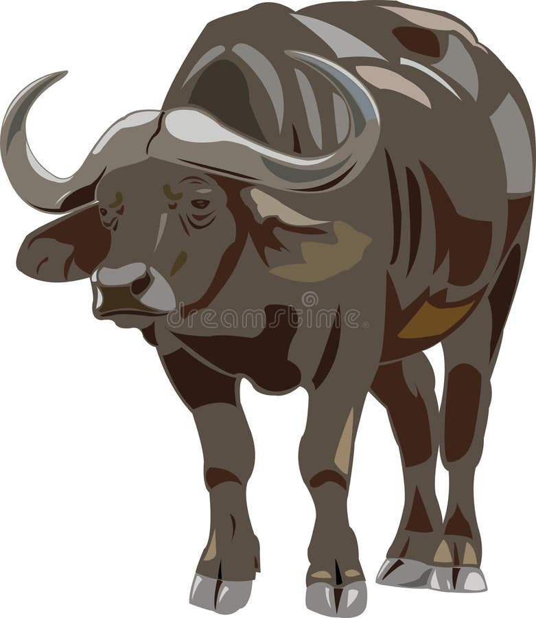 African buffalo