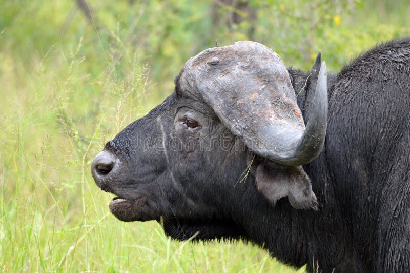 rysten Opgive Rummet 178 Buffalo Southafrica Photos - Free & Royalty-Free Stock Photos from  Dreamstime