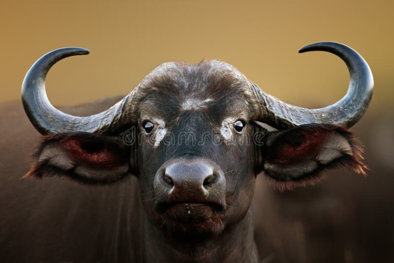 African buffalo Cow Portrait