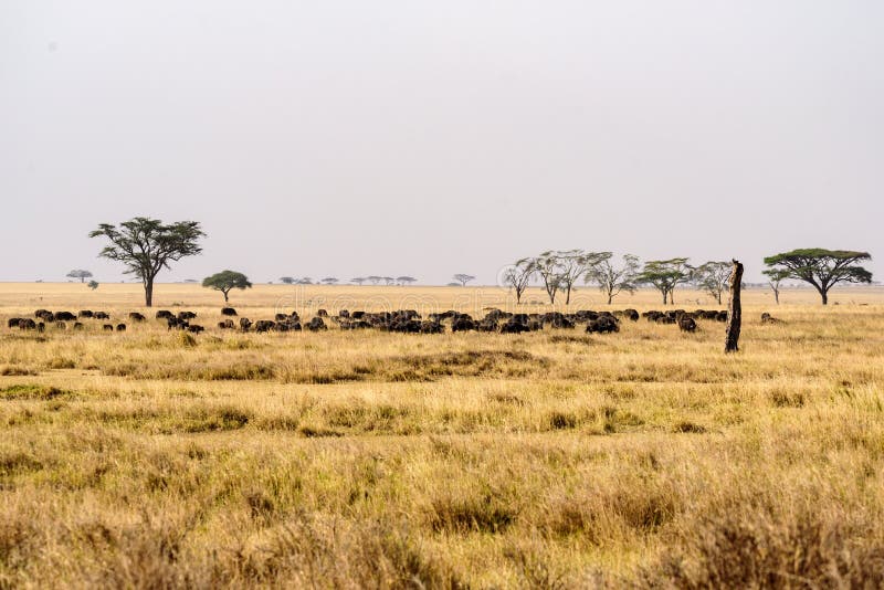 African buffalo herd Syncerus caffer in the wide gras savanna of the Serengeti , Serengeti National Park, Safari, East Africa,. African buffalo herd Syncerus royalty free stock image African buffalo herd Syncerus caffer in the wide gras savanna of the Serengeti , Serengeti National Park, Safari, East Africa,. African buffalo herd Syncerus royalty free stock image