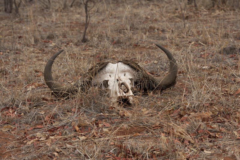 African Buffalo skull with horns stock images African Buffalo skull with horns stock images