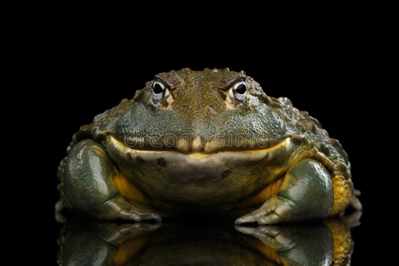 African bullfrog Pyxicephalus adspersus Frog isolated on Black Background