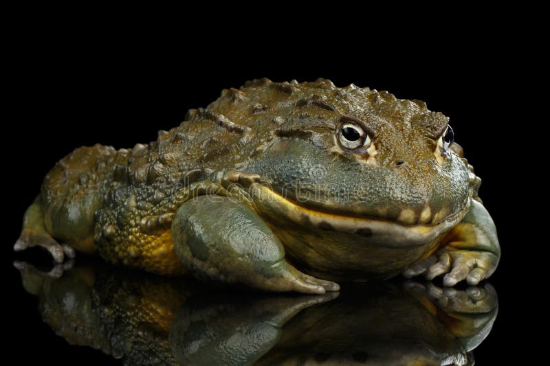 African bullfrog Pyxicephalus adspersus Frog isolated on Black Background