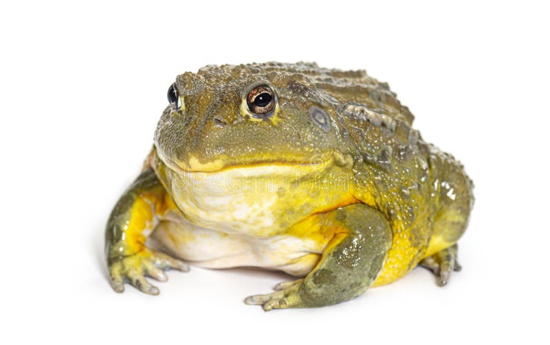 African bullfrog, Pyxicephalus adspersus, isolated on white